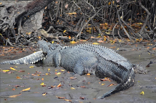 2013 DIMSC Overall winner Michael Bonnici with another nice Coffs red.